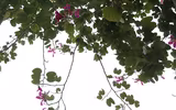 Tím biếc một góc trời Hà Nội